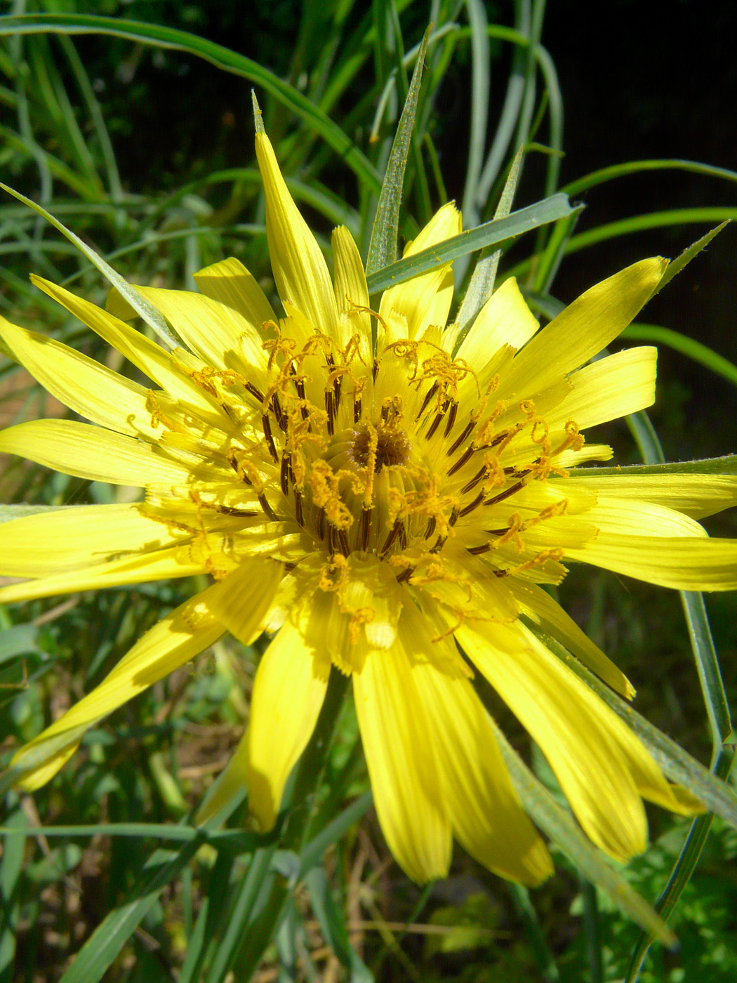 Изображение особи род Tragopogon.