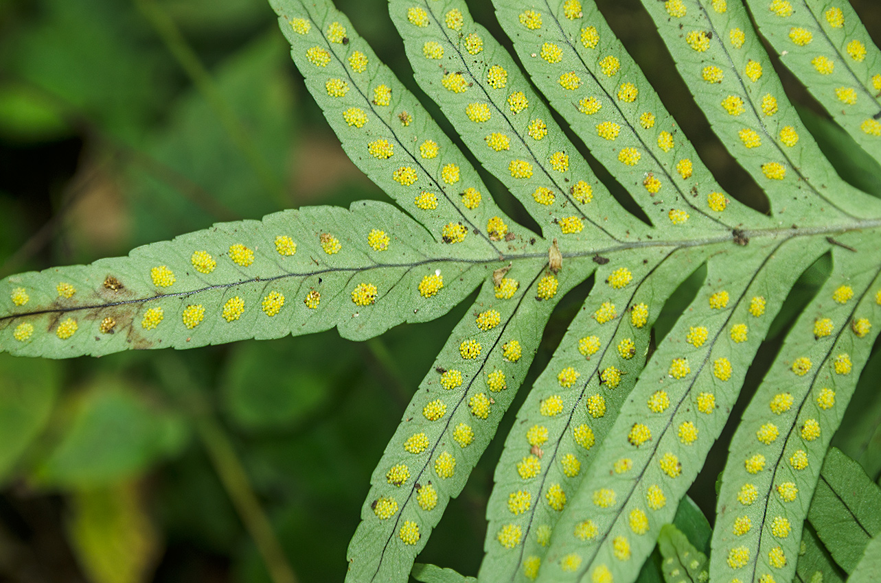 Image of Polypodium cambricum specimen.