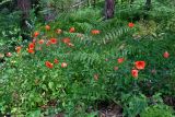 Papaver rhoeas