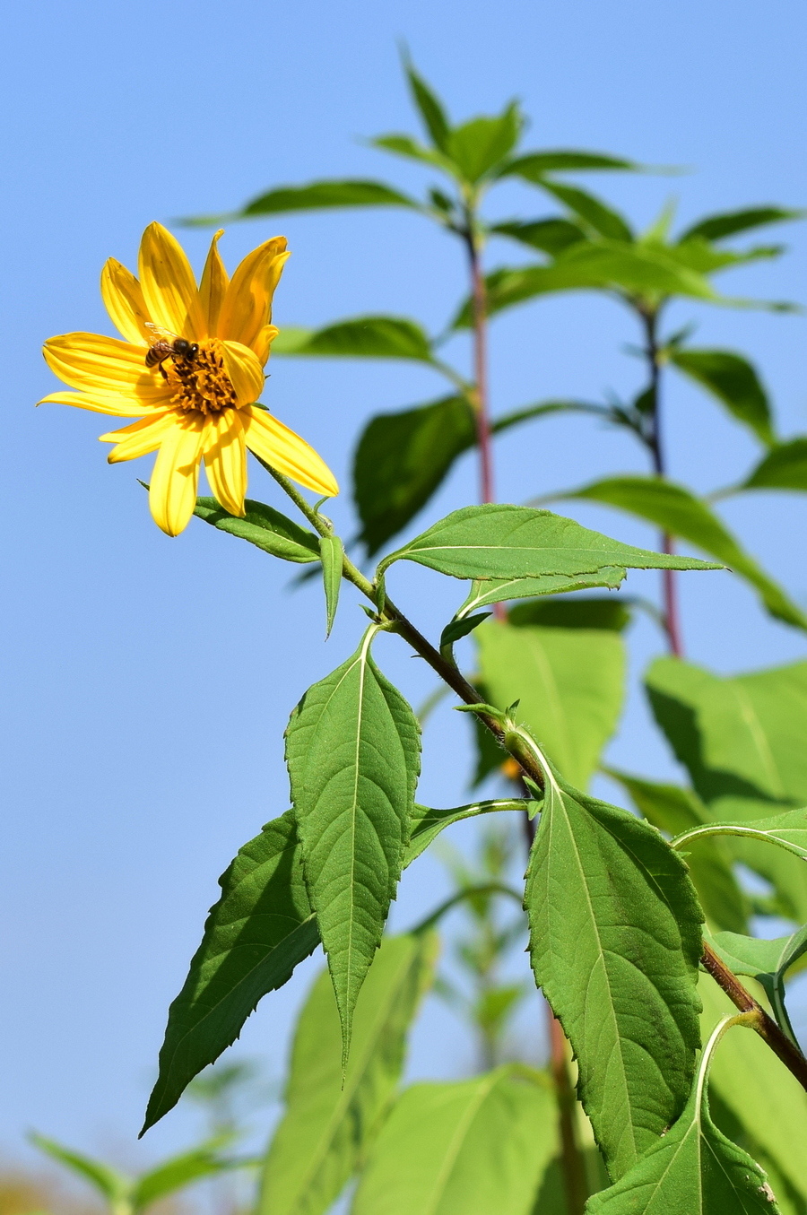 Изображение особи Helianthus tuberosus.