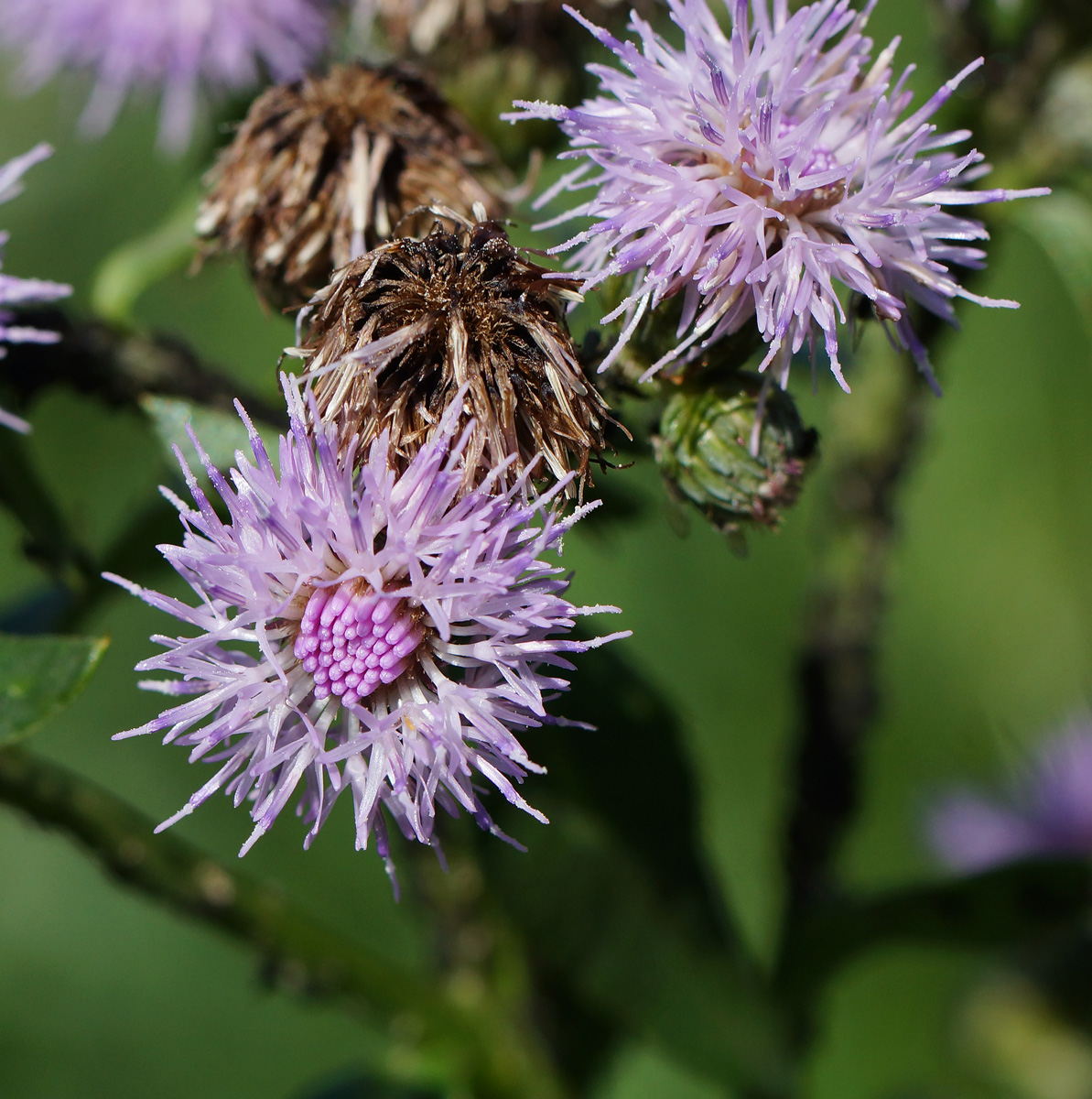 Изображение особи Cirsium setosum.