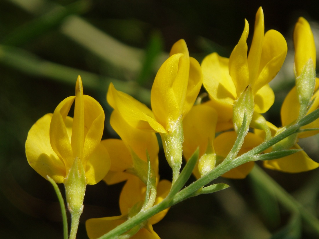 Image of familia Fabaceae specimen.