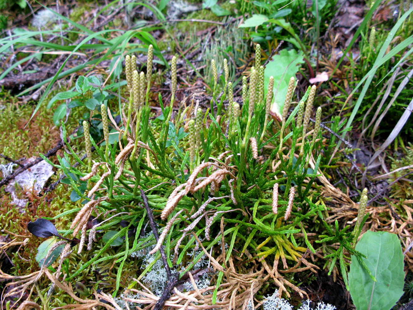 Image of Diphasiastrum complanatum ssp. hastulatum specimen.