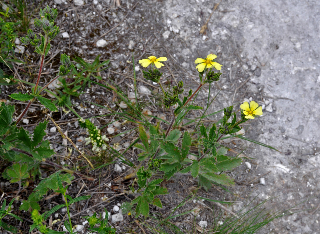 Image of Potentilla astracanica specimen.