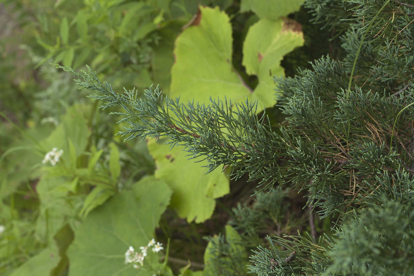 Image of Juniperus sargentii specimen.