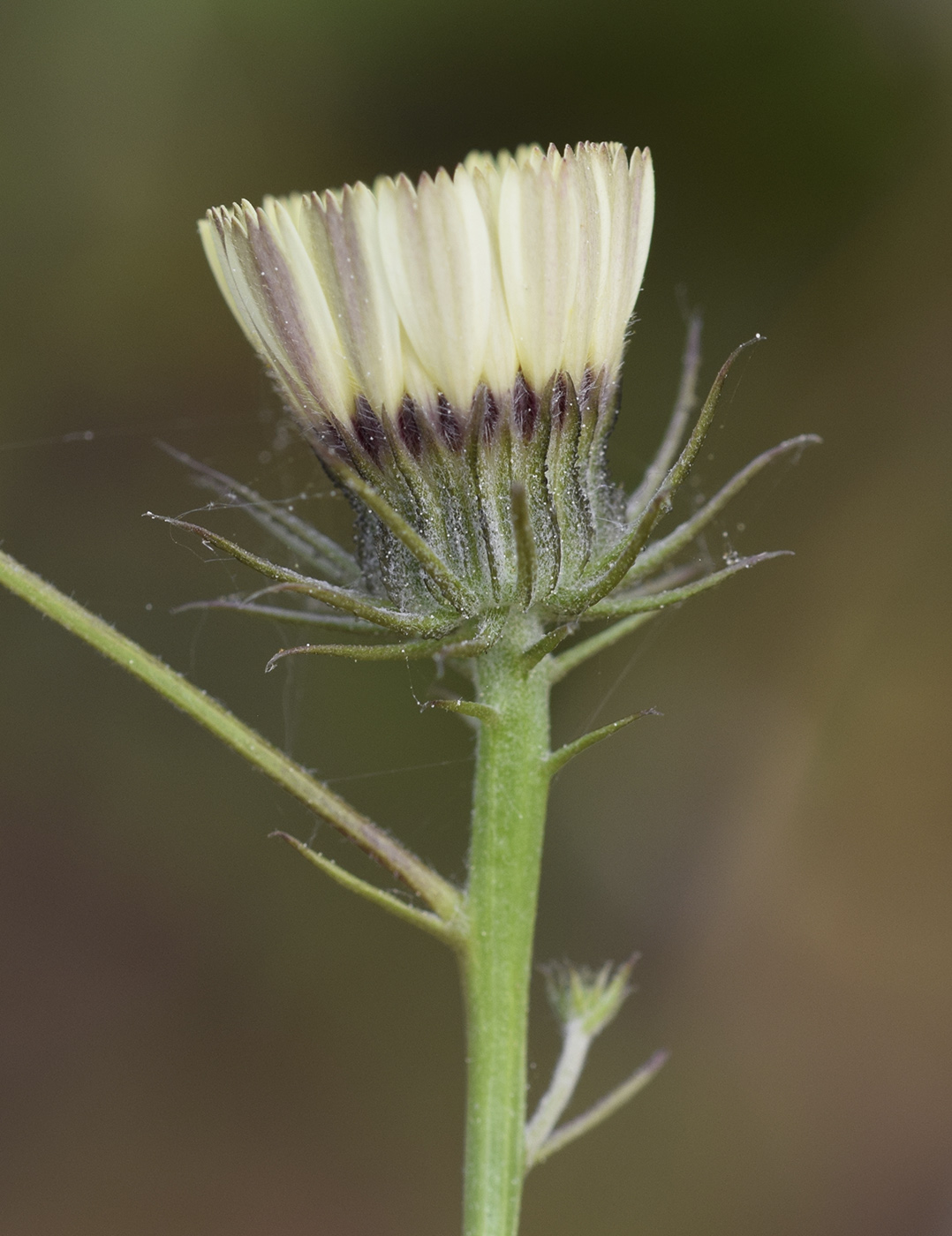 Image of Tolpis umbellata specimen.