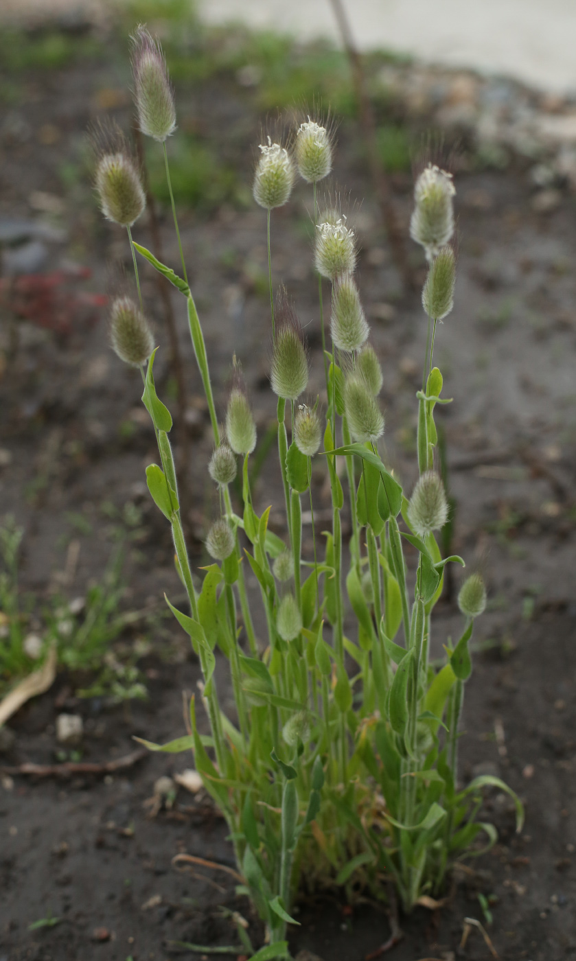 Image of Lagurus ovatus specimen.