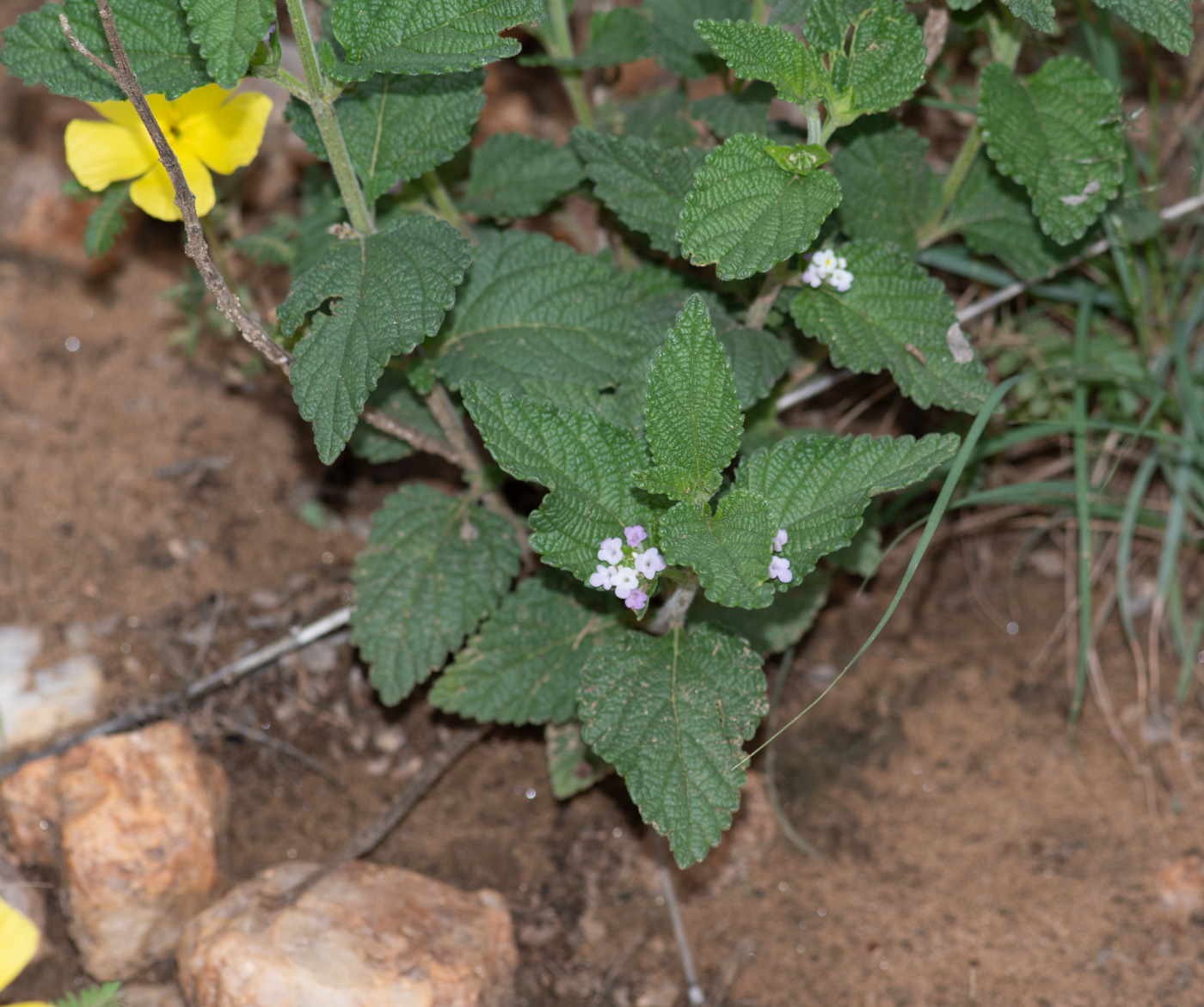 Image of Lantana angolensis specimen.