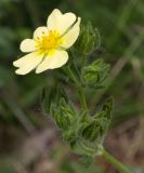 Смотреть изображение Potentilla astracanica