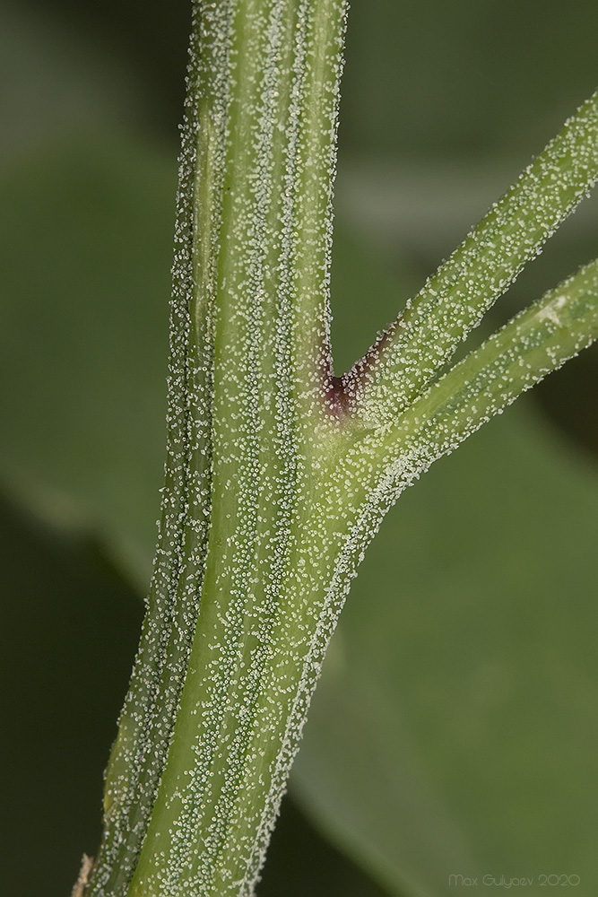 Изображение особи Chenopodium album.