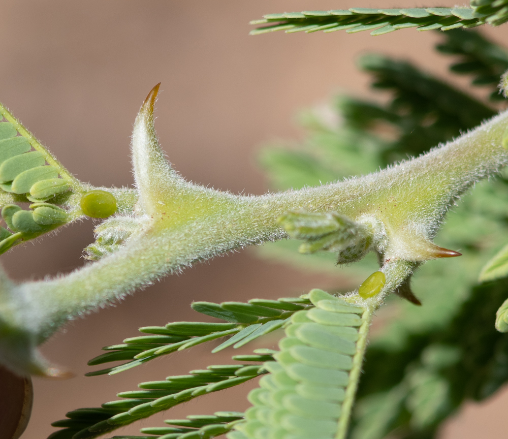 Image of Vachellia hebeclada specimen.