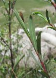 Salix elbursensis. Верхушка побега с сидящим Limnephilus sp. Кабардино-Балкария, Эльбрусский р-н, долина р. Ирикчат, ок. 2650 м н.у.м., близ р. Ирикчат. 07.07.2020.