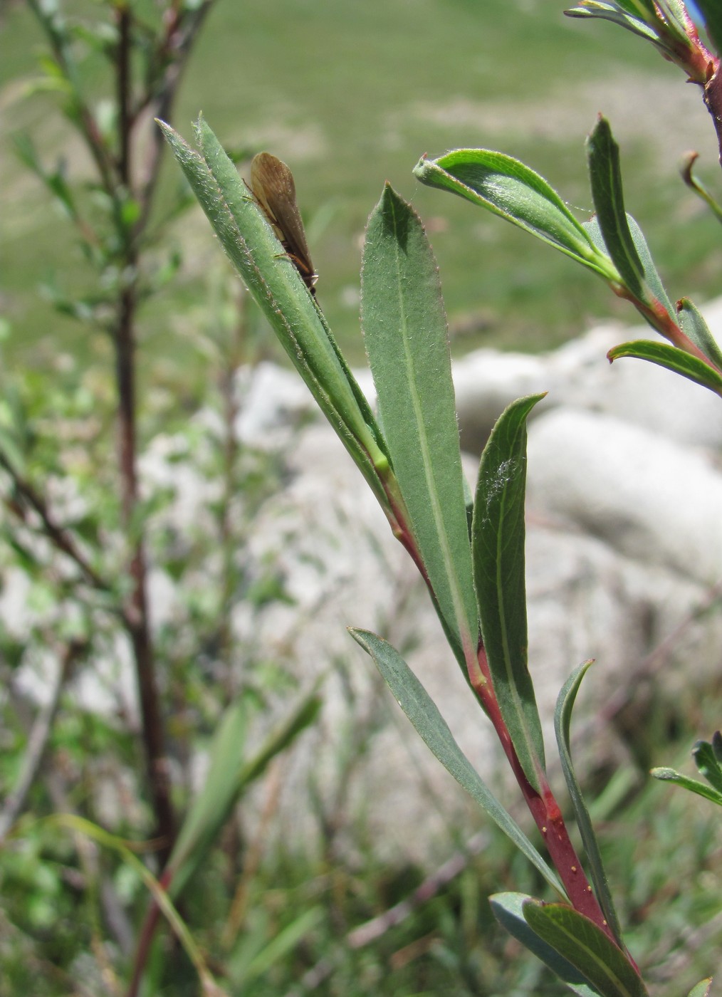 Изображение особи Salix elbursensis.