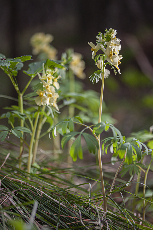 Image of Corydalis bracteata specimen.