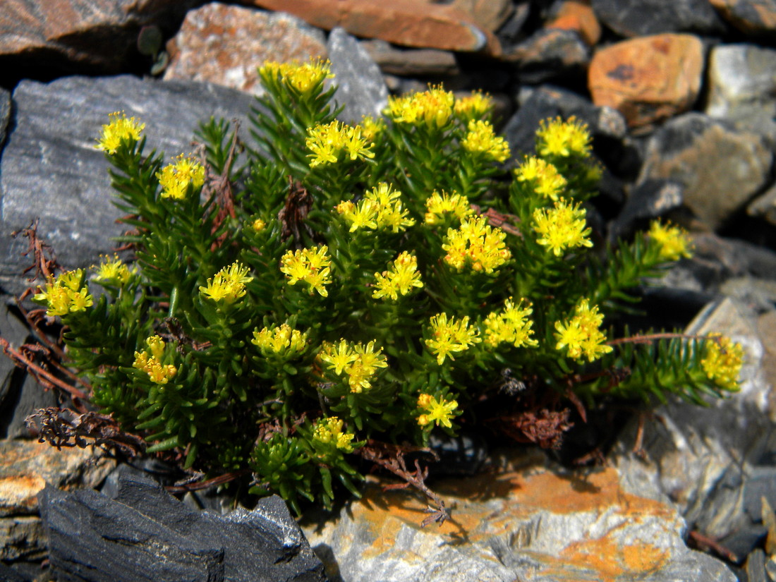 Image of Rhodiola quadrifida specimen.