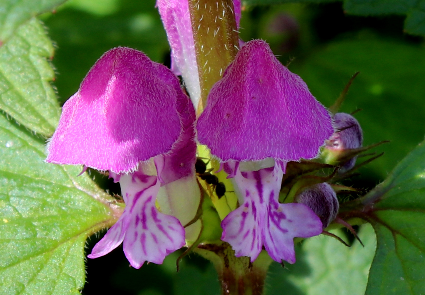 Image of Lamium maculatum specimen.