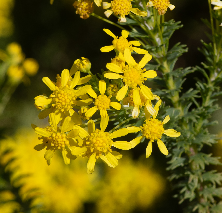 Image of Euryops virgineus specimen.