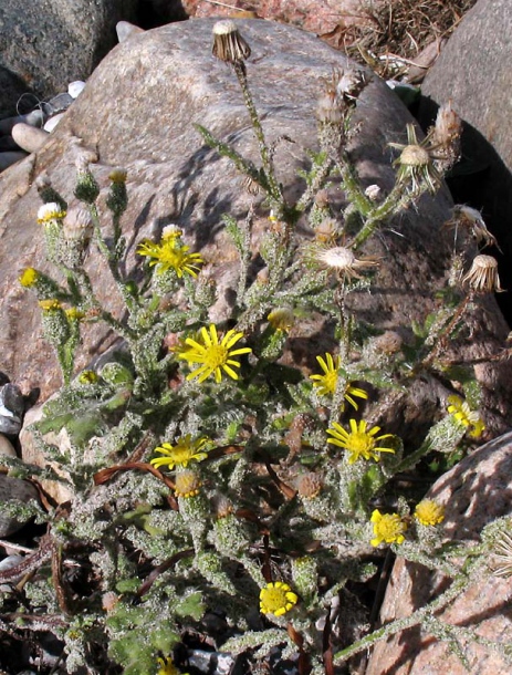 Image of Senecio viscosus specimen.