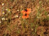 Papaver nigrotinctum