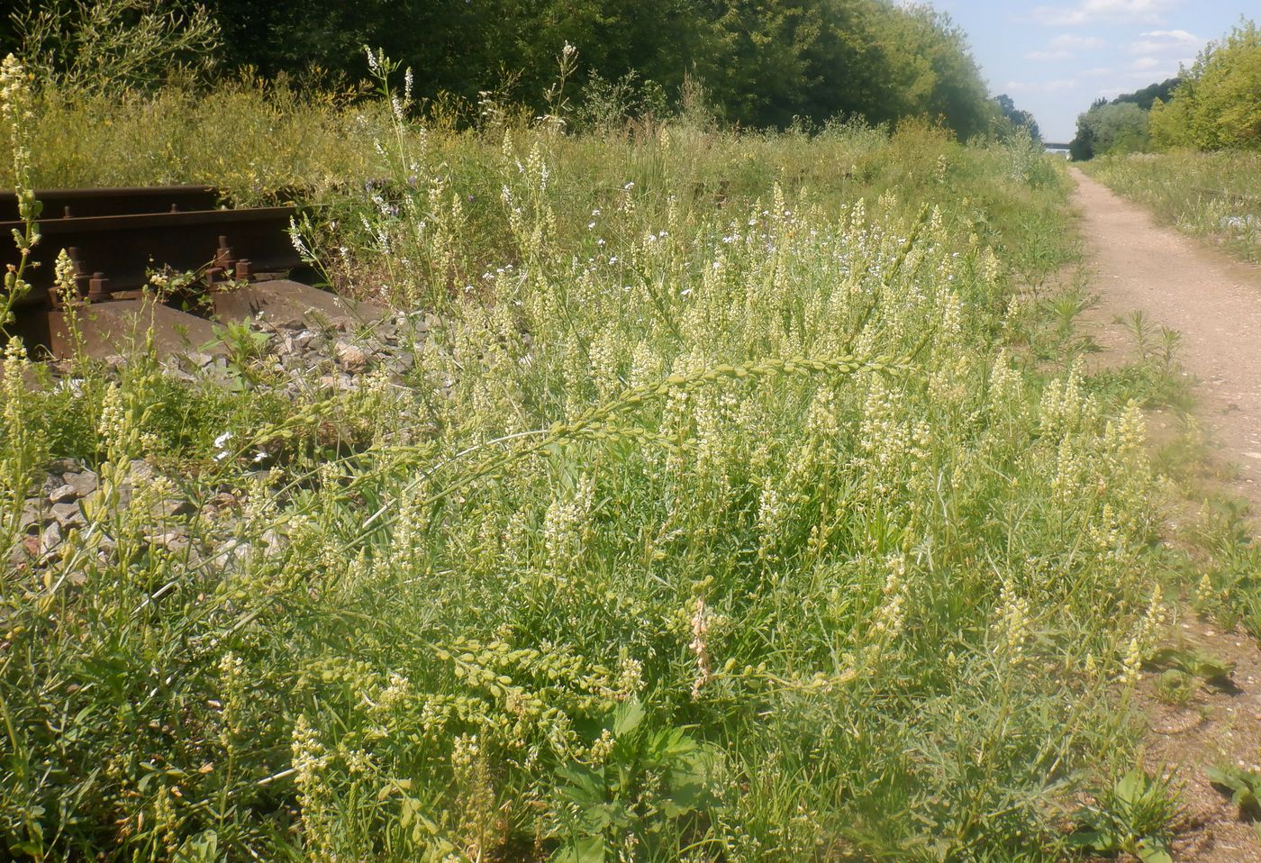 Изображение особи Reseda lutea.