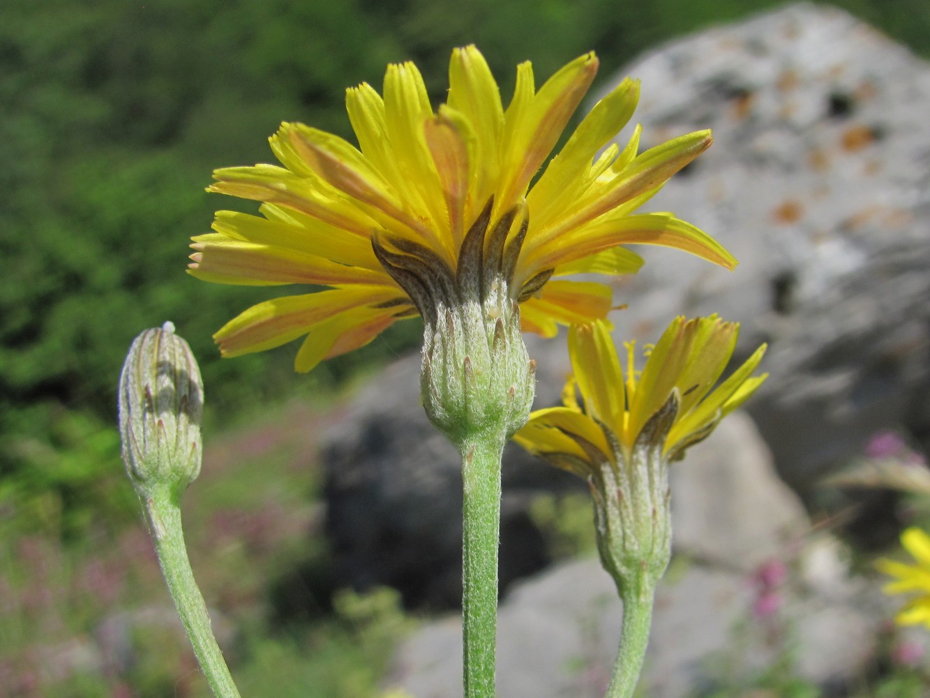 Image of Picris canescens specimen.