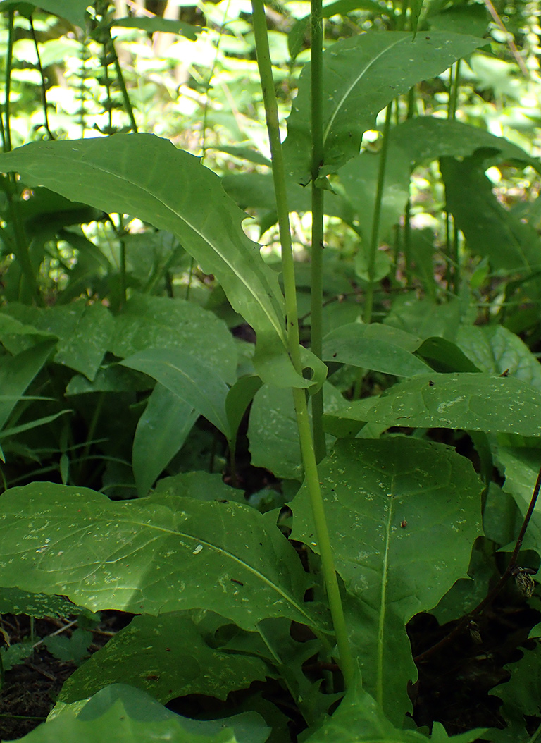 Image of Crepis paludosa specimen.