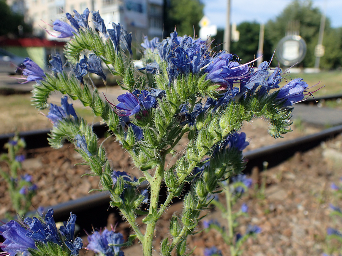 Изображение особи Echium vulgare.