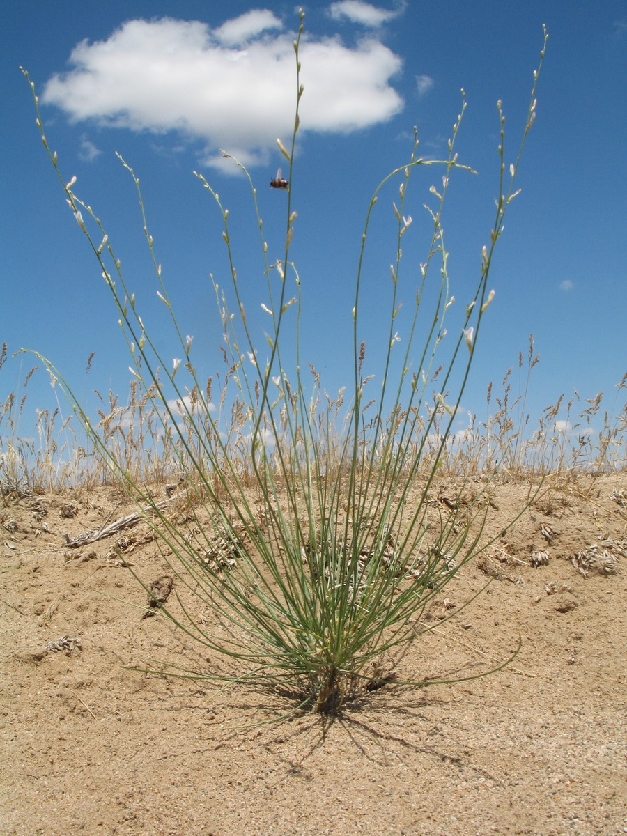 Image of Astragalus eremospartoides specimen.