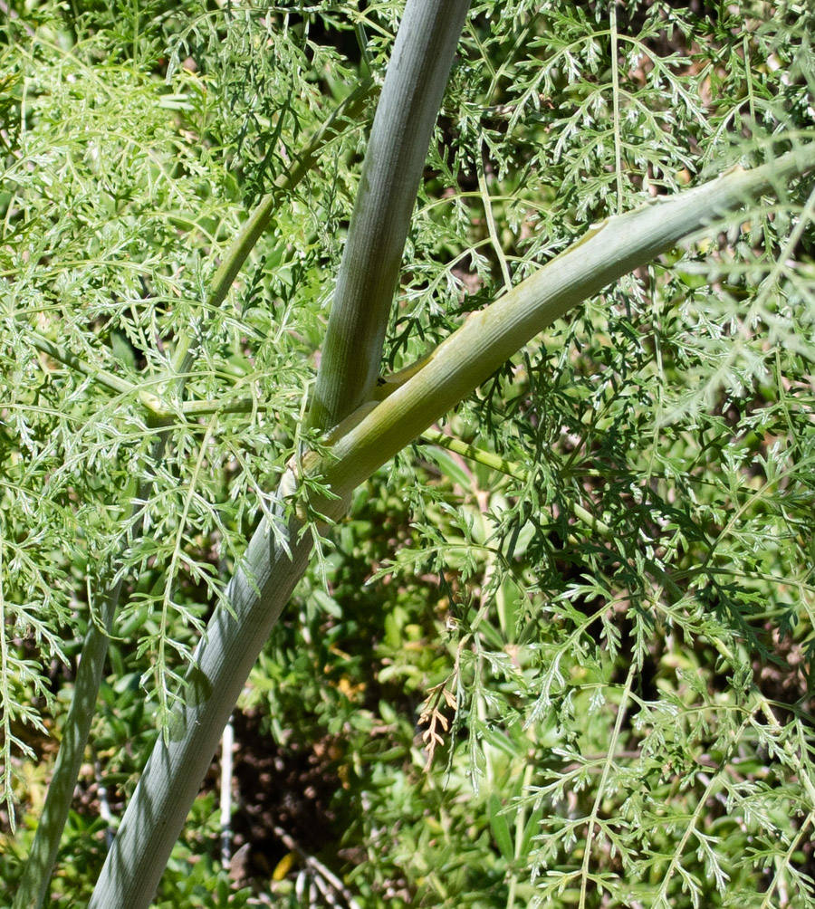 Image of Ferula tingitana specimen.