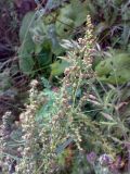 genus Artemisia. Верхушка цветущего растения. Казахстан, Заилийский Алатау, Аксайское ущелье, 1800 м н.у.м. 22.09.2010.