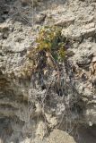 Cynanchum acutum. Увядающее растение на песчаниковой скале. Болгария, Бургасская обл., г. Несебр, Южный пляж, песчаниковые скалы. 14.09.2021.