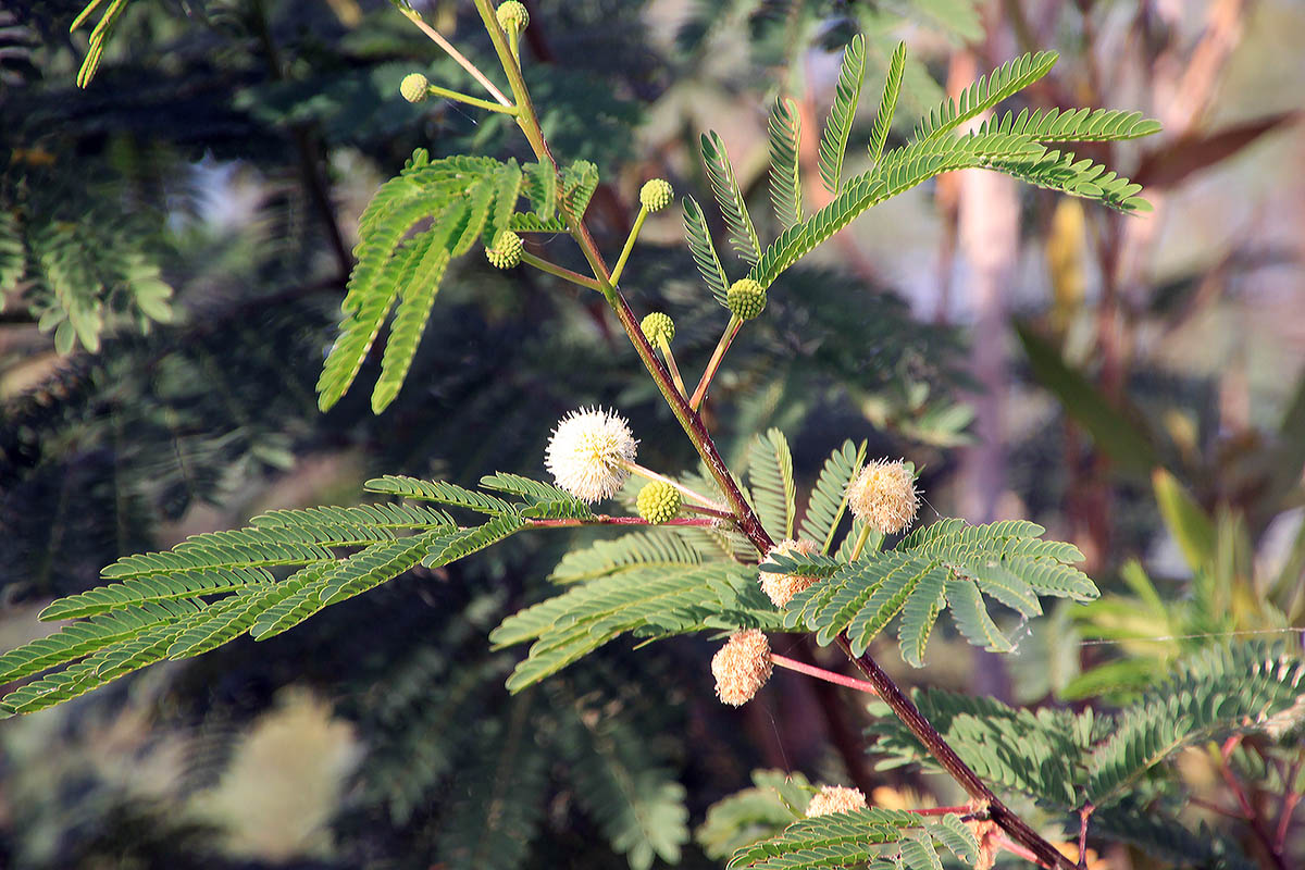 Image of Leucaena leucocephala specimen.