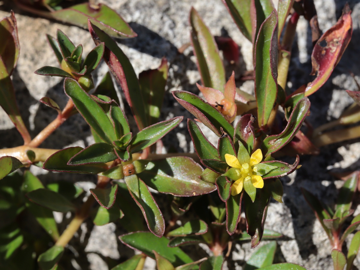 Image of Ludwigia brevipes specimen.