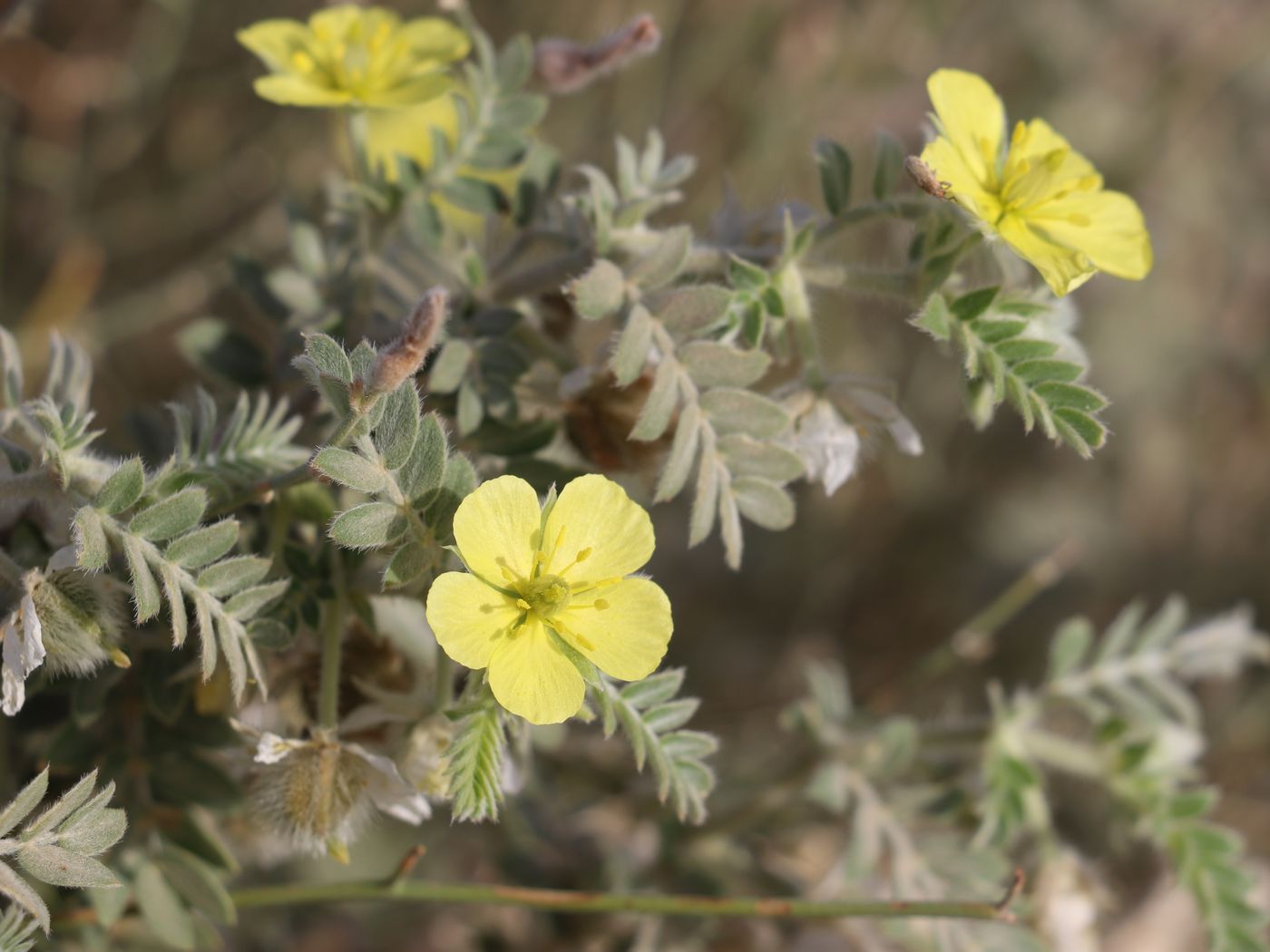 Image of Tribulus macropterus specimen.