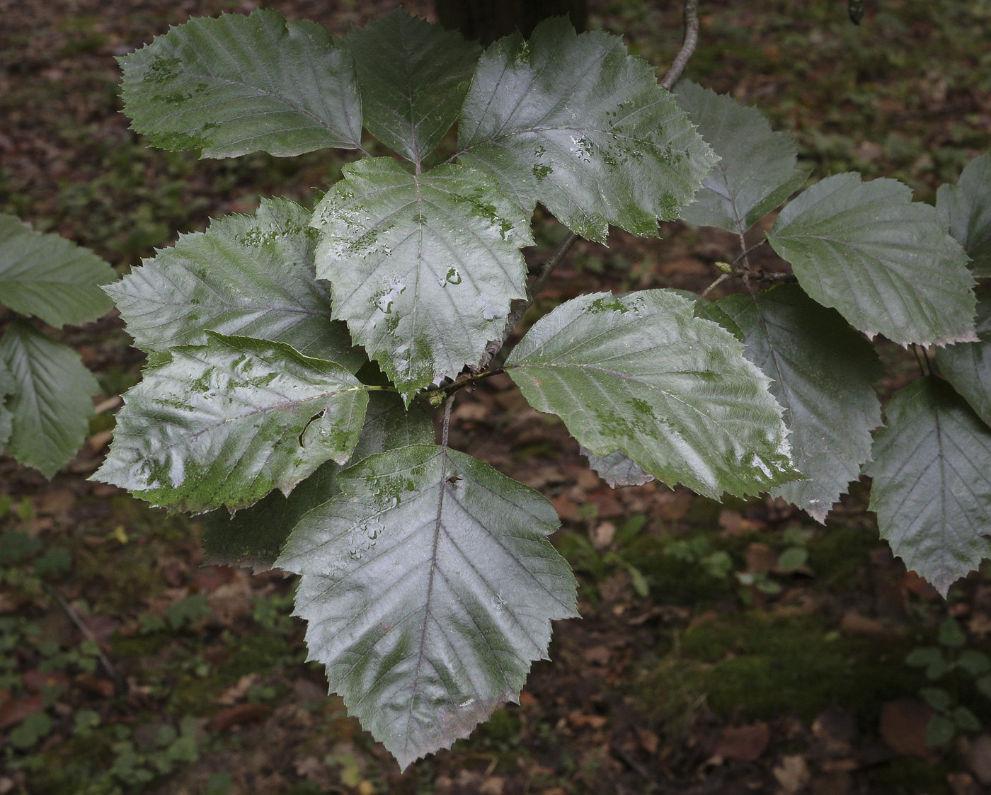 Изображение особи Sorbus &times; latifolia.