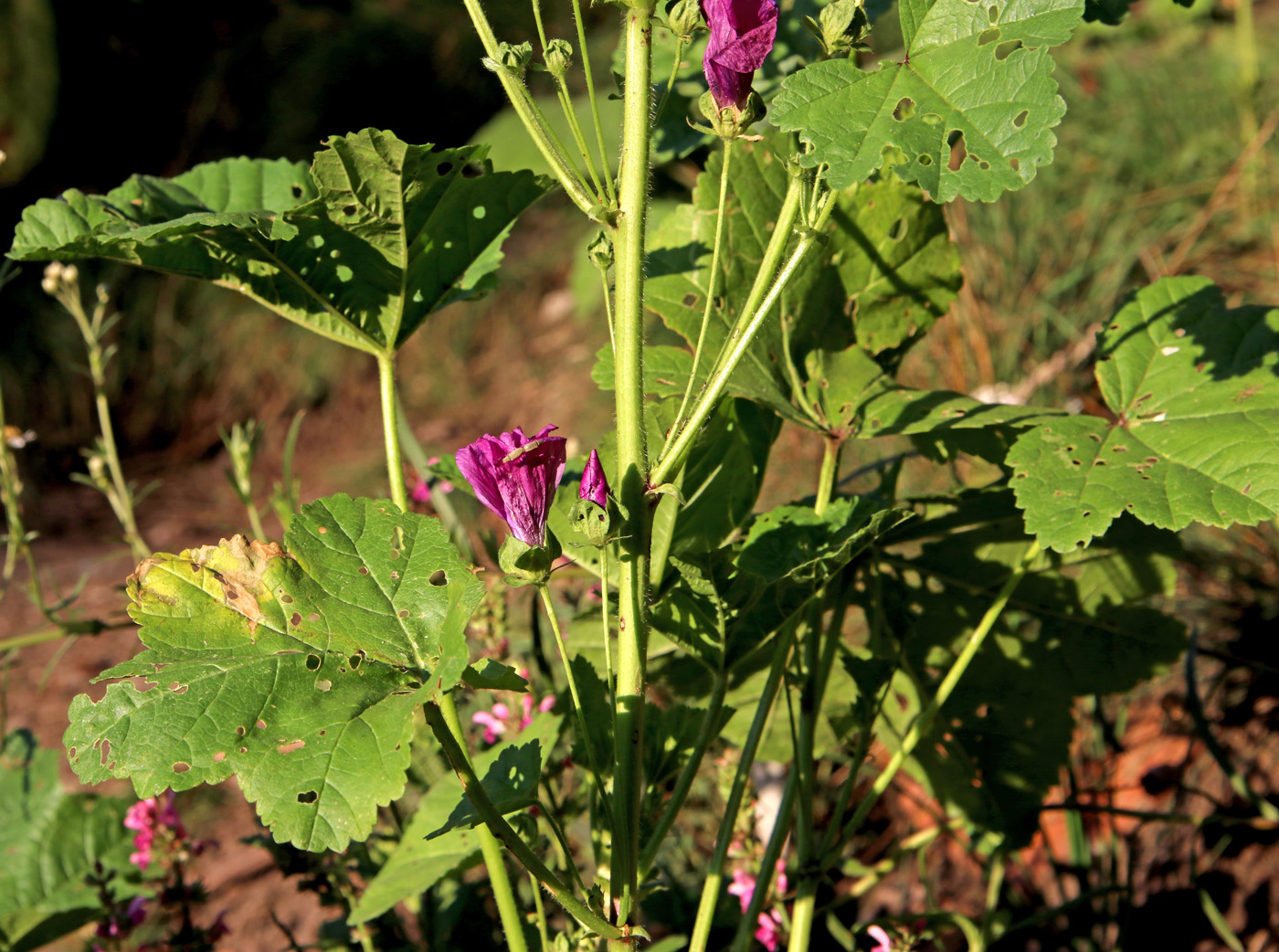 Изображение особи Malva sylvestris.