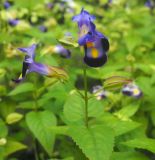 Torenia fournieri