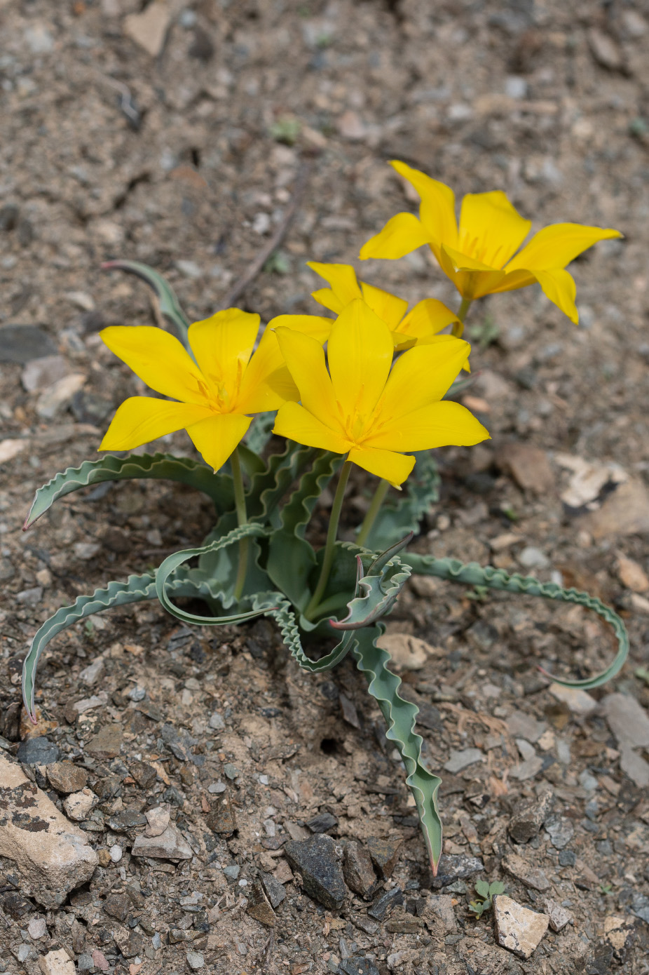 Изображение особи Tulipa ferganica.