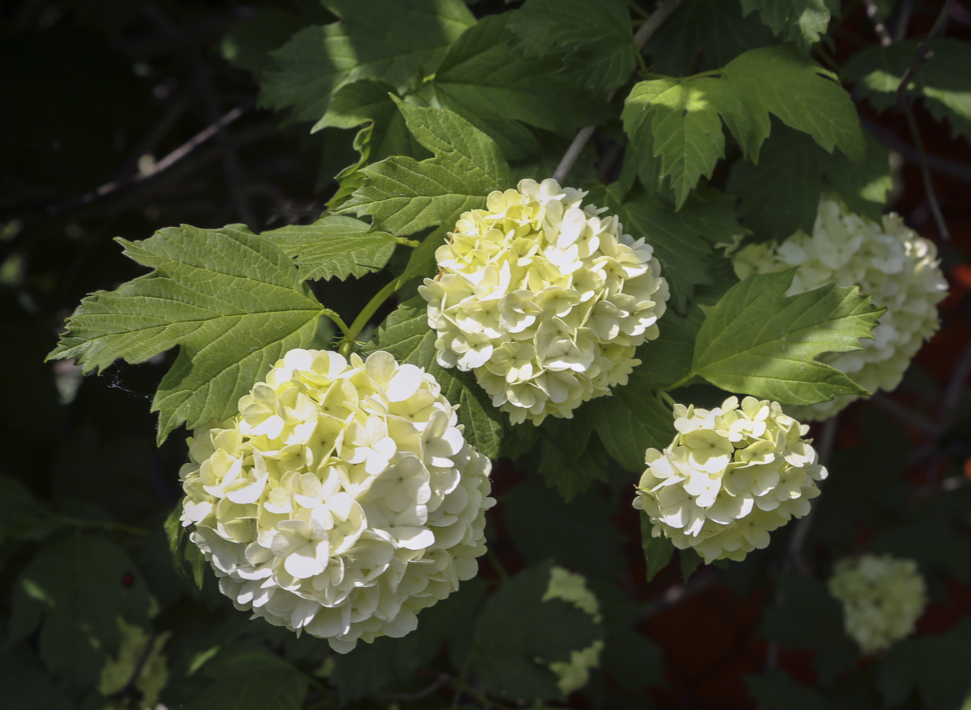 Image of Viburnum opulus f. roseum specimen.