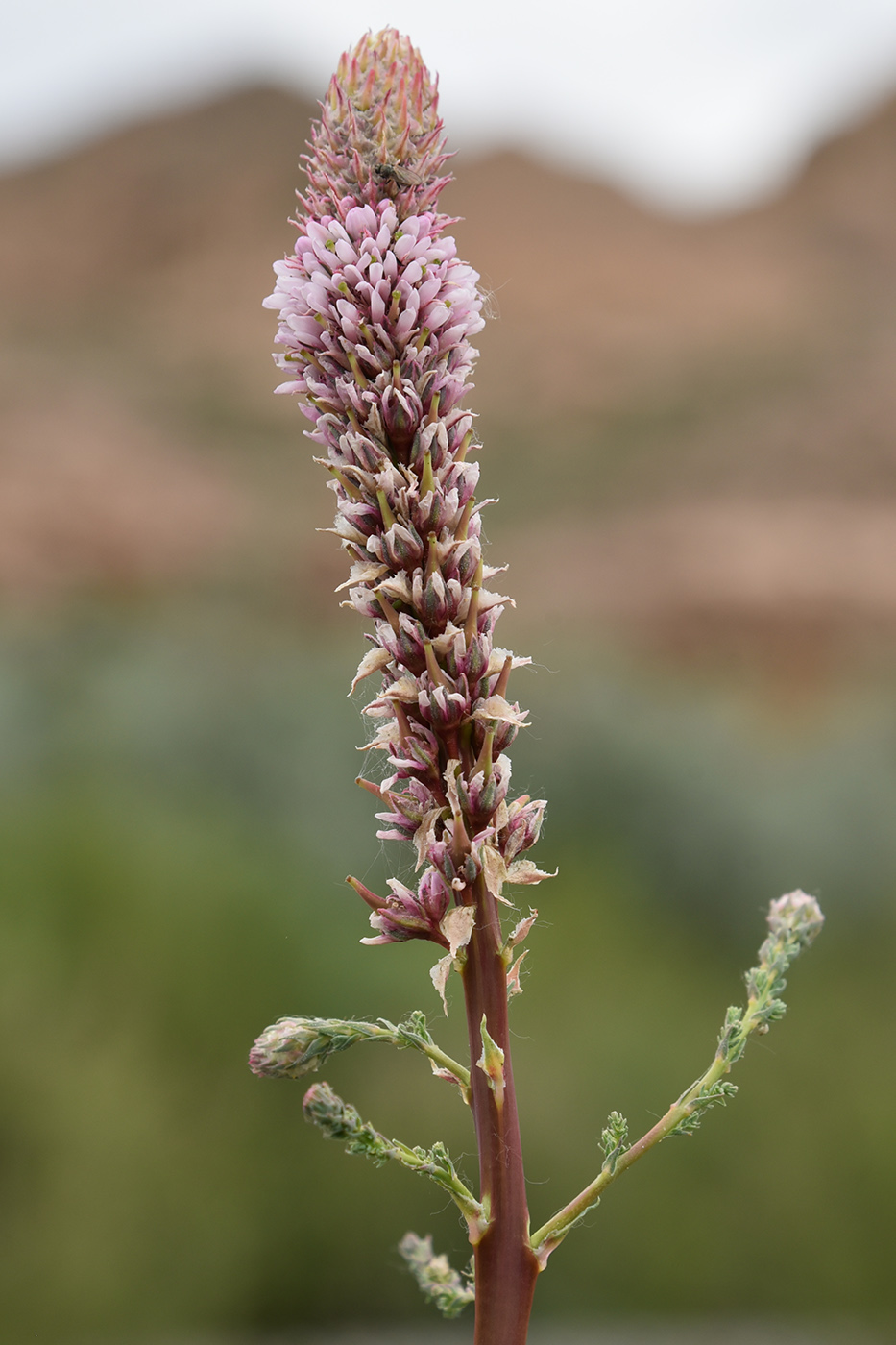 Image of Myricaria bracteata specimen.