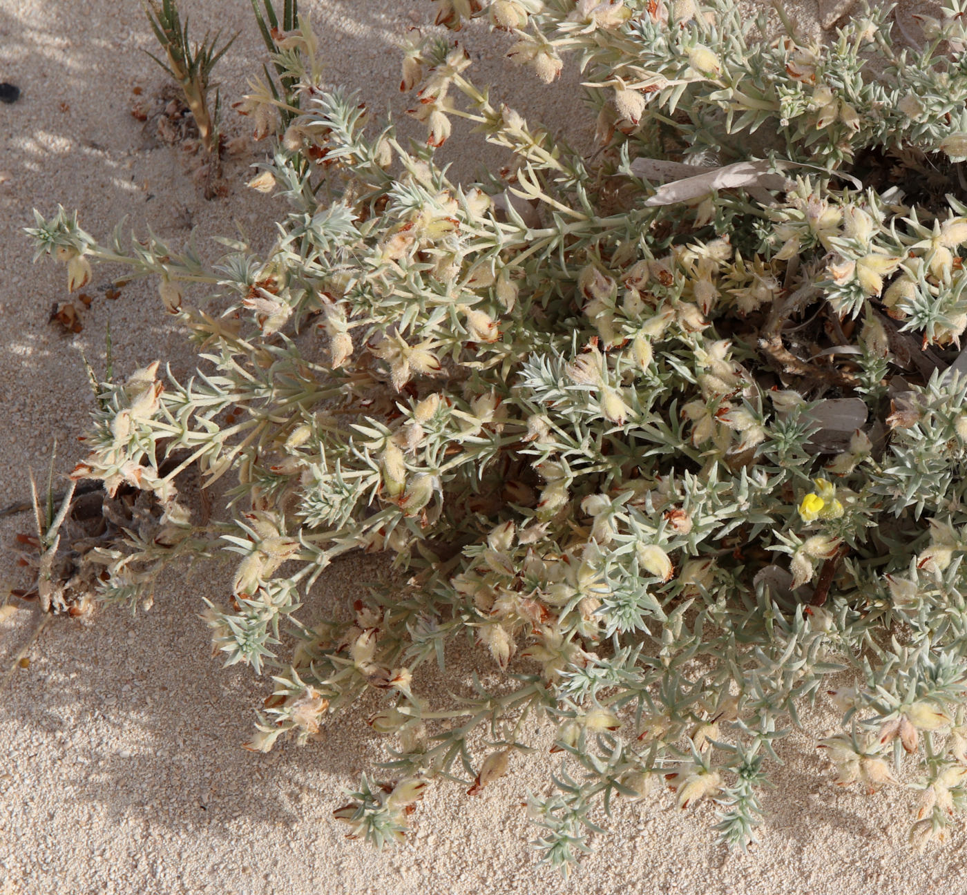 Image of Lotus polyphyllus specimen.