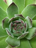 Sempervivum ruthenicum