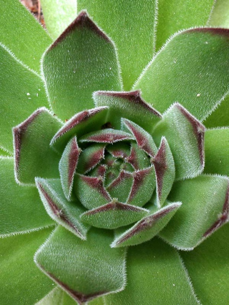 Image of Sempervivum ruthenicum specimen.