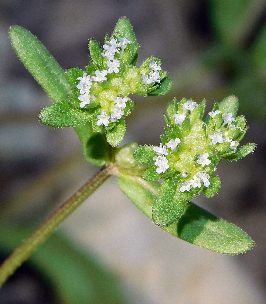 Image of Valerianella turgida specimen.