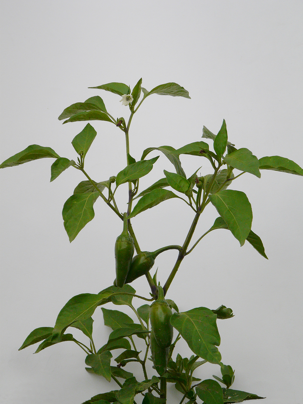 Image of Capsicum annuum specimen.