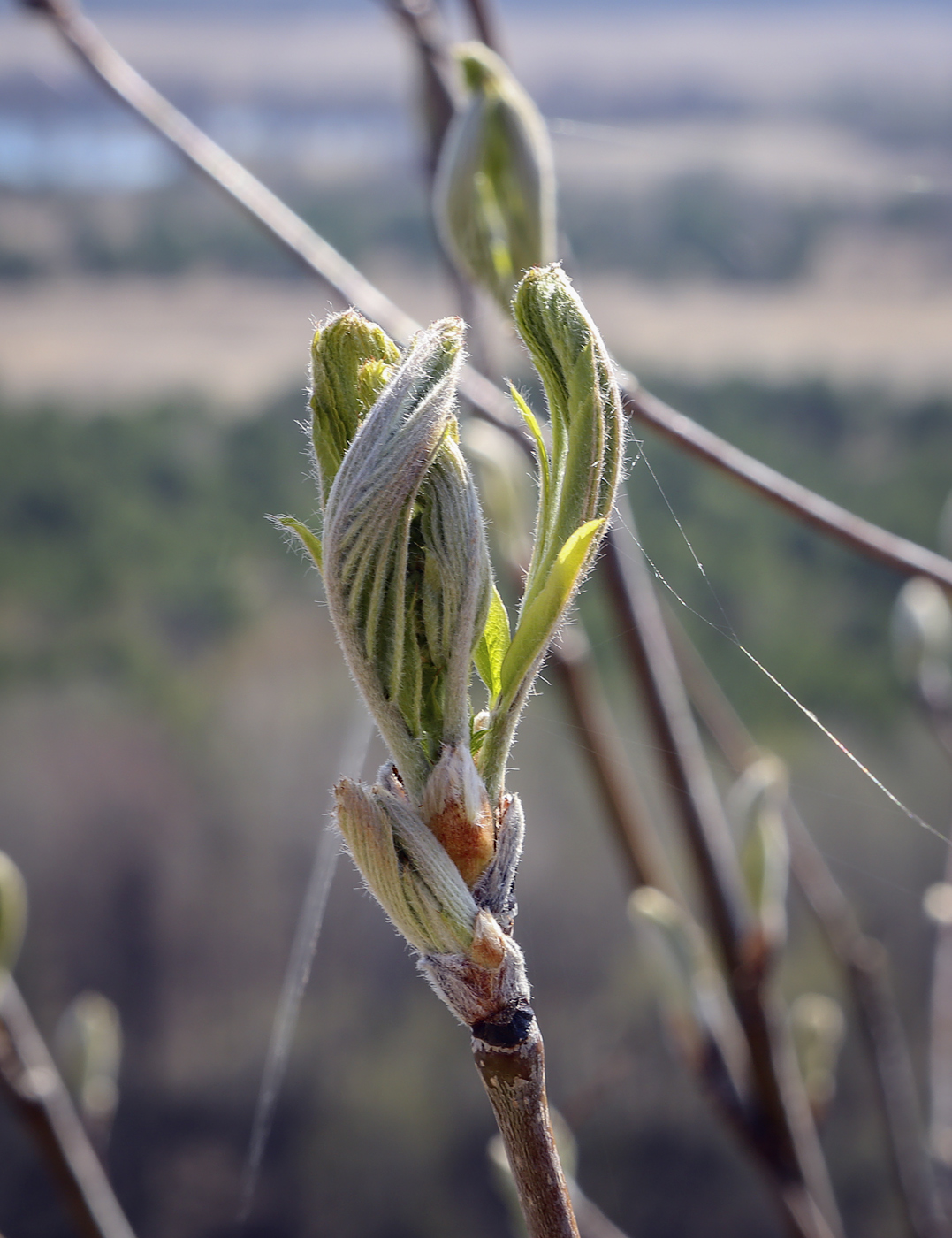 Image of Sorbus aucuparia specimen.