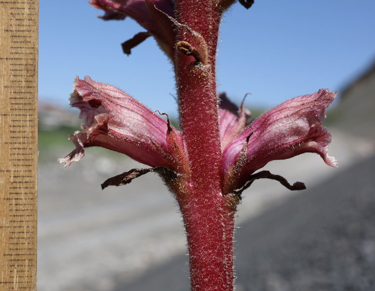 Image of Orobanche owerinii specimen.