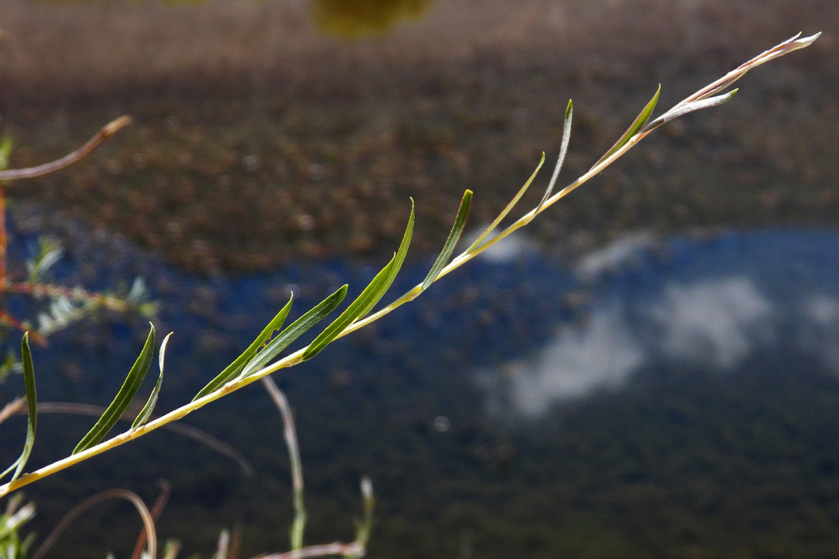 Image of Salix pycnostachya specimen.