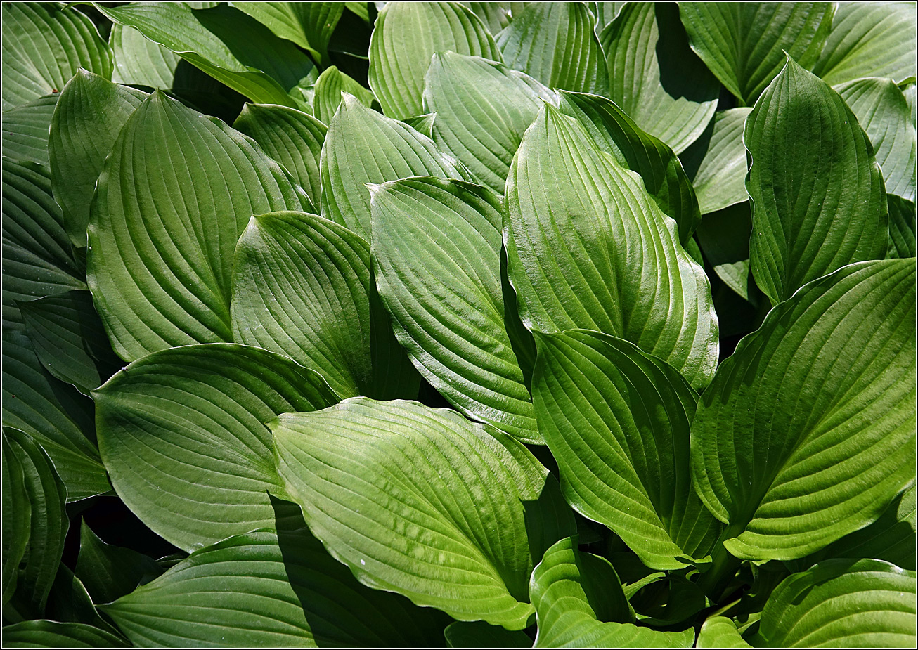 Image of Hosta albomarginata specimen.