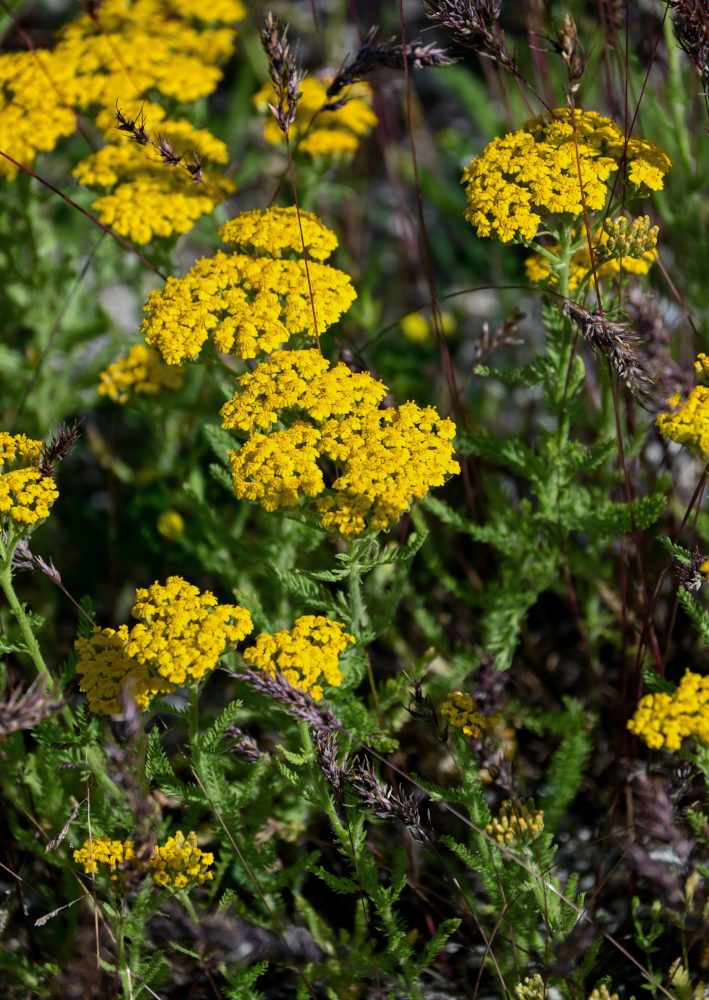 Изображение особи Achillea arabica.